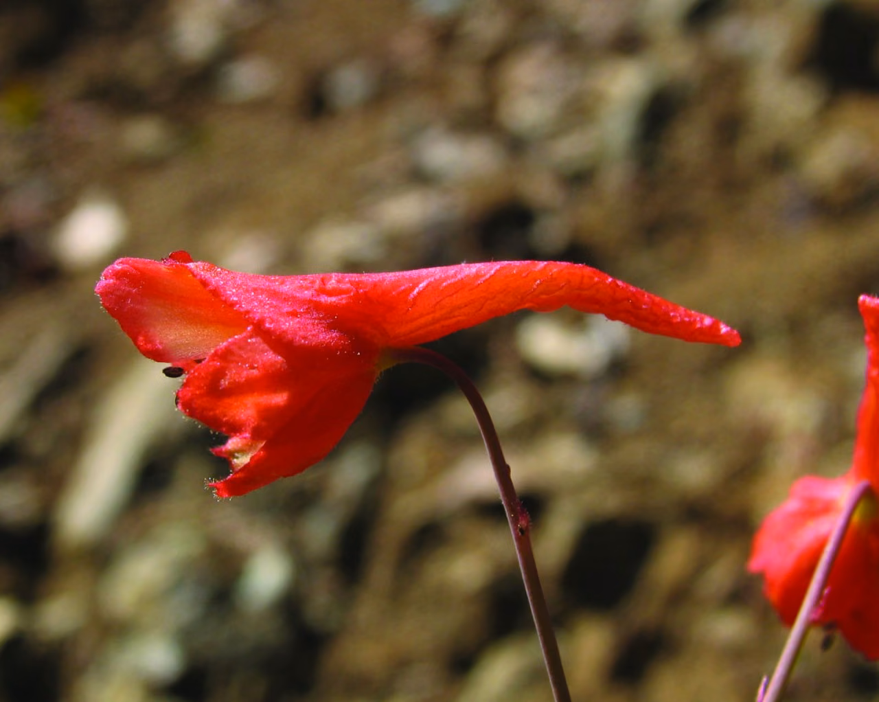 Red Larkspur Floral da Califórnia - Imagem 2