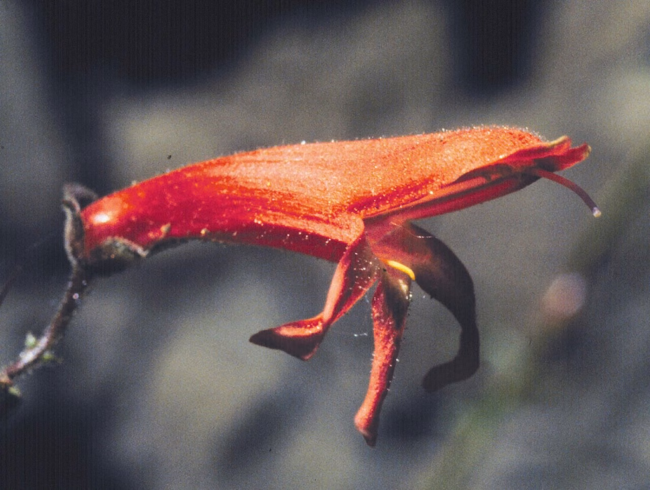 Red Penstemon Floral da Califórnia - Imagem 2