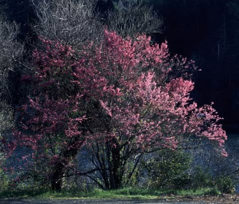 Redbud Floral da Califórnia - Imagem 2