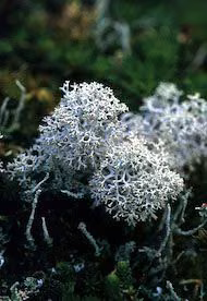 Reindeer Moss Floral do Alaska