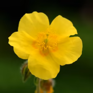 Rock Rose Floral de Bach 10 ml