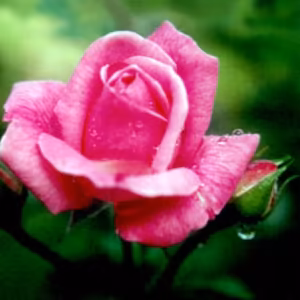Rosa de Criciúma Floral de Gaia 10 ml