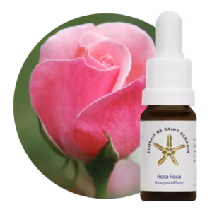 Rosa Rosa Floral de Saint Germain 10 ml