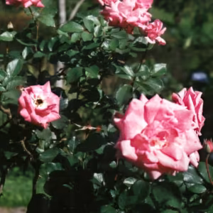 Rosa Rosa Floral Gaia 10 ml