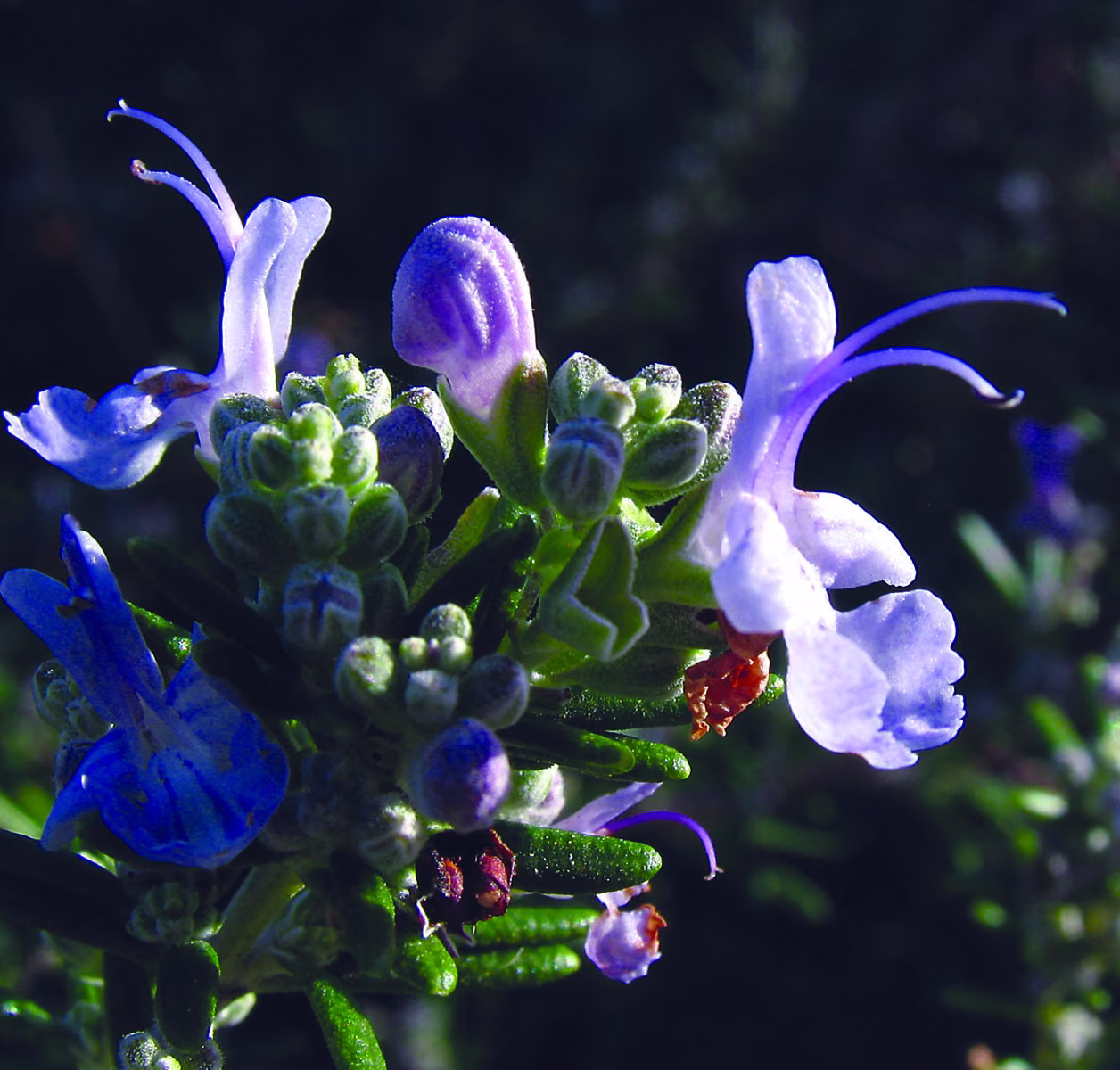 Rosemary Floral da Califórnia - Imagem 2