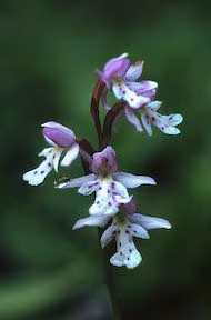 Round Leaf Orchid Floral do Alaska