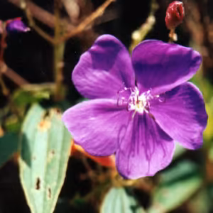 Roxinha Validade Próxima
