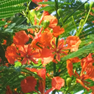 Royal Poinciana Floral do Hawaii
