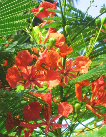 Royal Poinciana Floral do Hawaii