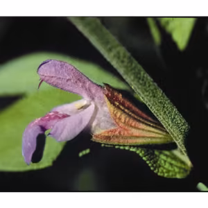 Sage Floral da Califórnia