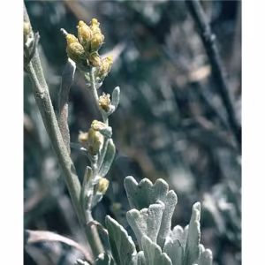 Sagebrush Floral da Califórnia