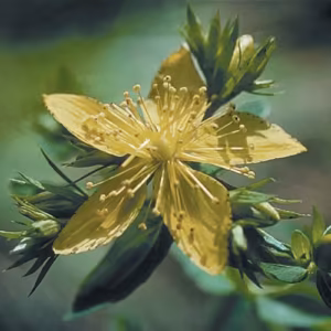 Saint John's Wort Floral da Califórnia 30 ml