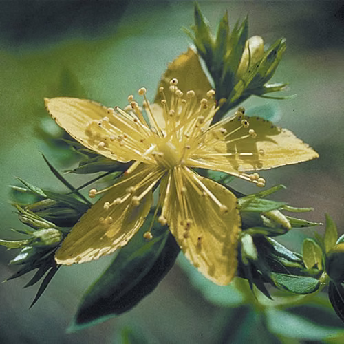 Saint John's Wort Floral da Califórnia 30 ml