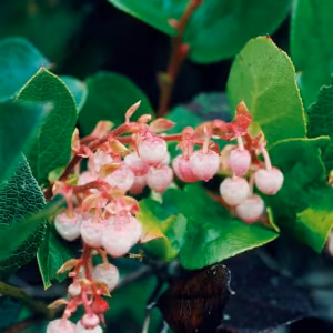 Salal Floral do Pacífico
