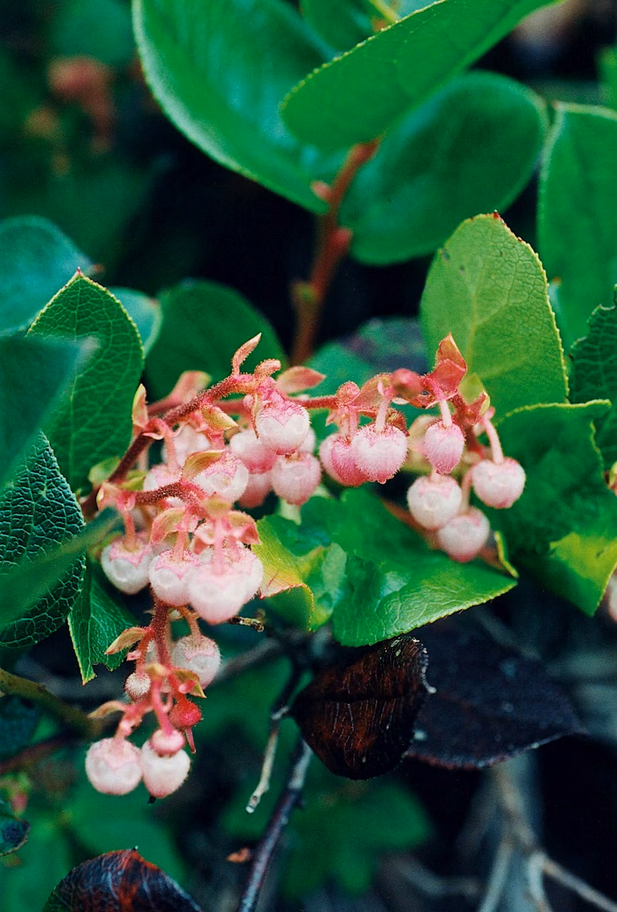 Salal Floral do Pacífico