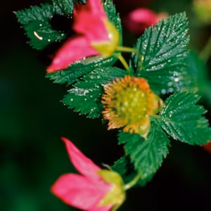 Salmonberry Floral do Pacífico