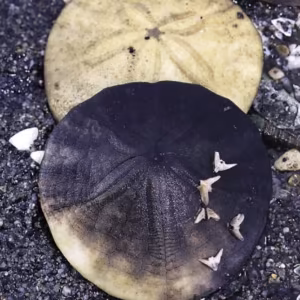 Sand Dollar Essência Marinha do Pacífico