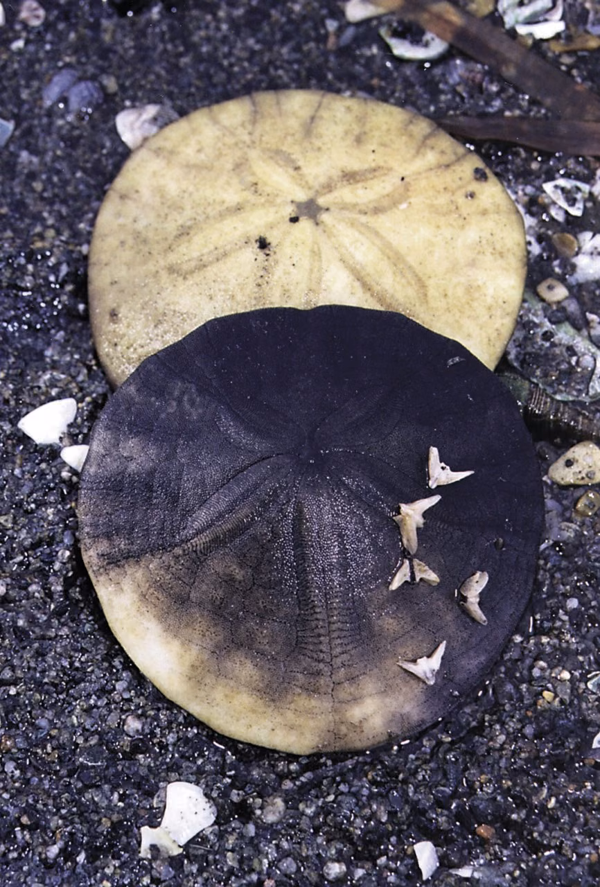 Sand Dollar Essência Marinha do Pacífico