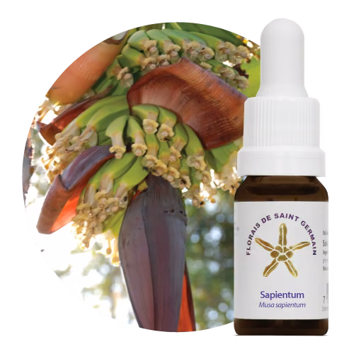 Sapientum Floral de Saint Germain 10 ml