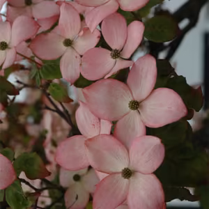 Satomi Dogwood Floral do Pacífico