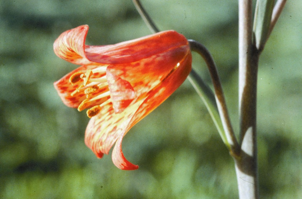 Scarlet Fritillary Floral da Califórnia - Imagem 2
