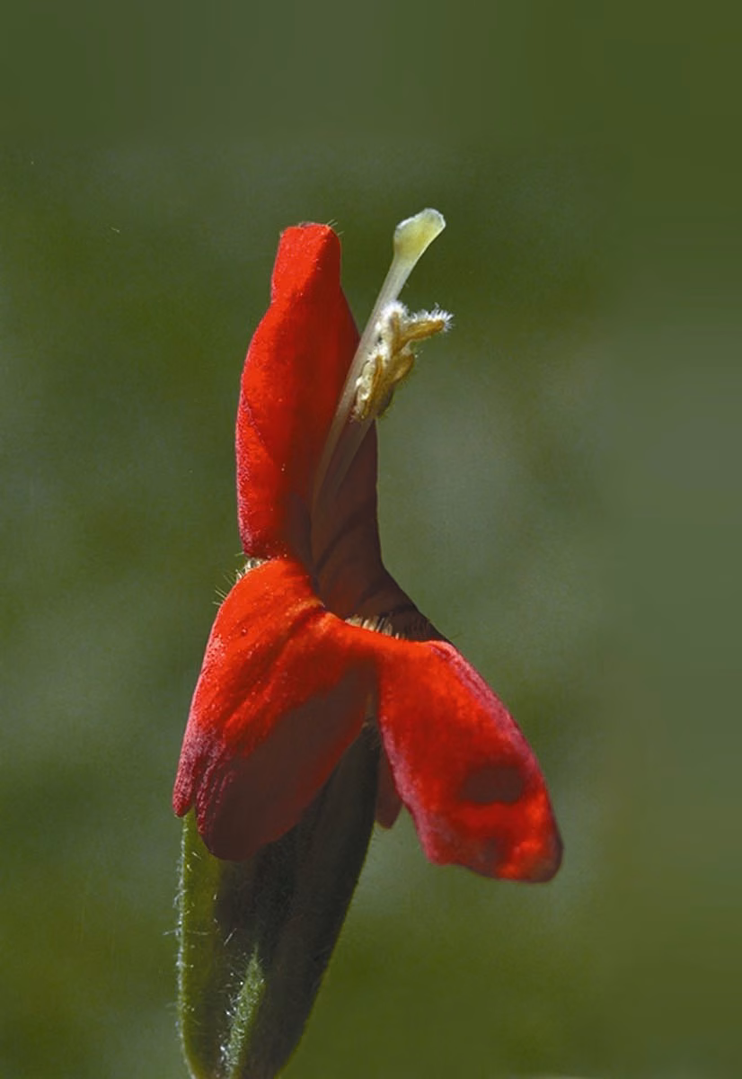 Scarlet Monkeyflower Floral da Califórnia - Imagem 2