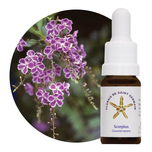 Scorpius Floral de Saint Germain 10 ml