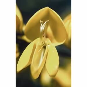 Scotch Broom Floral da Califórnia
