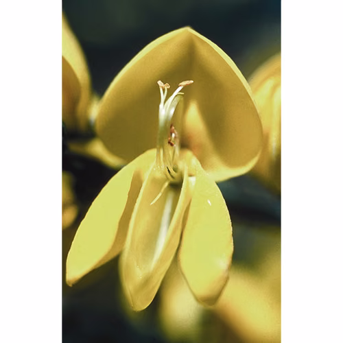 Scotch Broom Floral da Califórnia