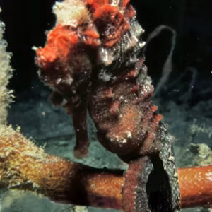 Sea Horse Essência Marinha do Pacífico