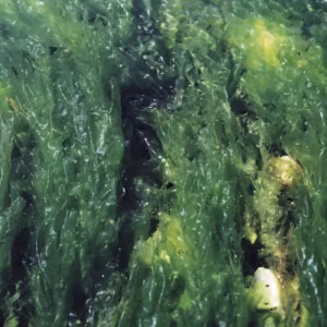 Sea Lettuce Essência Marinha do Pacífico