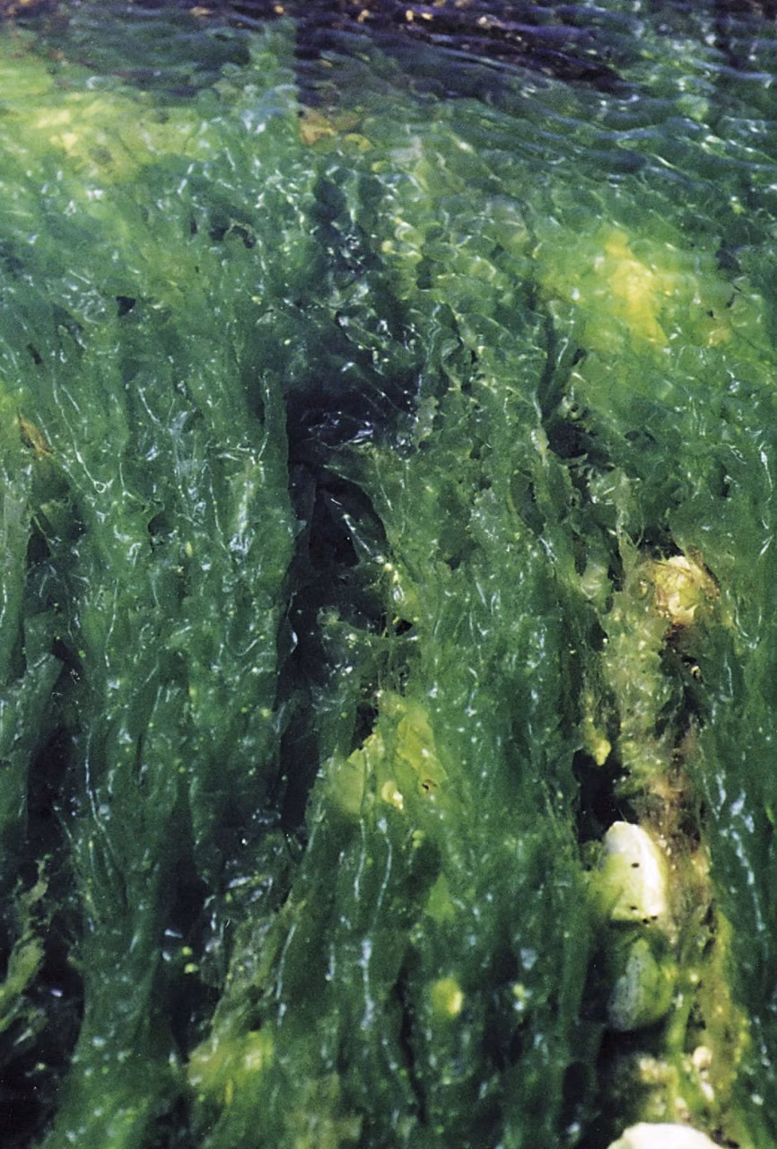 Sea Lettuce Essência Marinha do Pacífico
