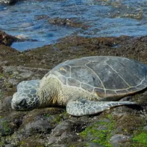 Sea Turtle Essência Marinha do Hawaii