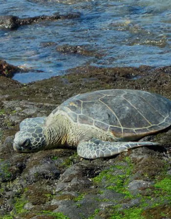 Sea Turtle Essência Marinha do Hawaii