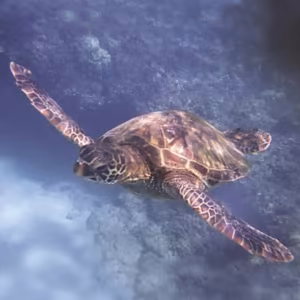 Sea Turtle Essência Marinha do Pacífico
