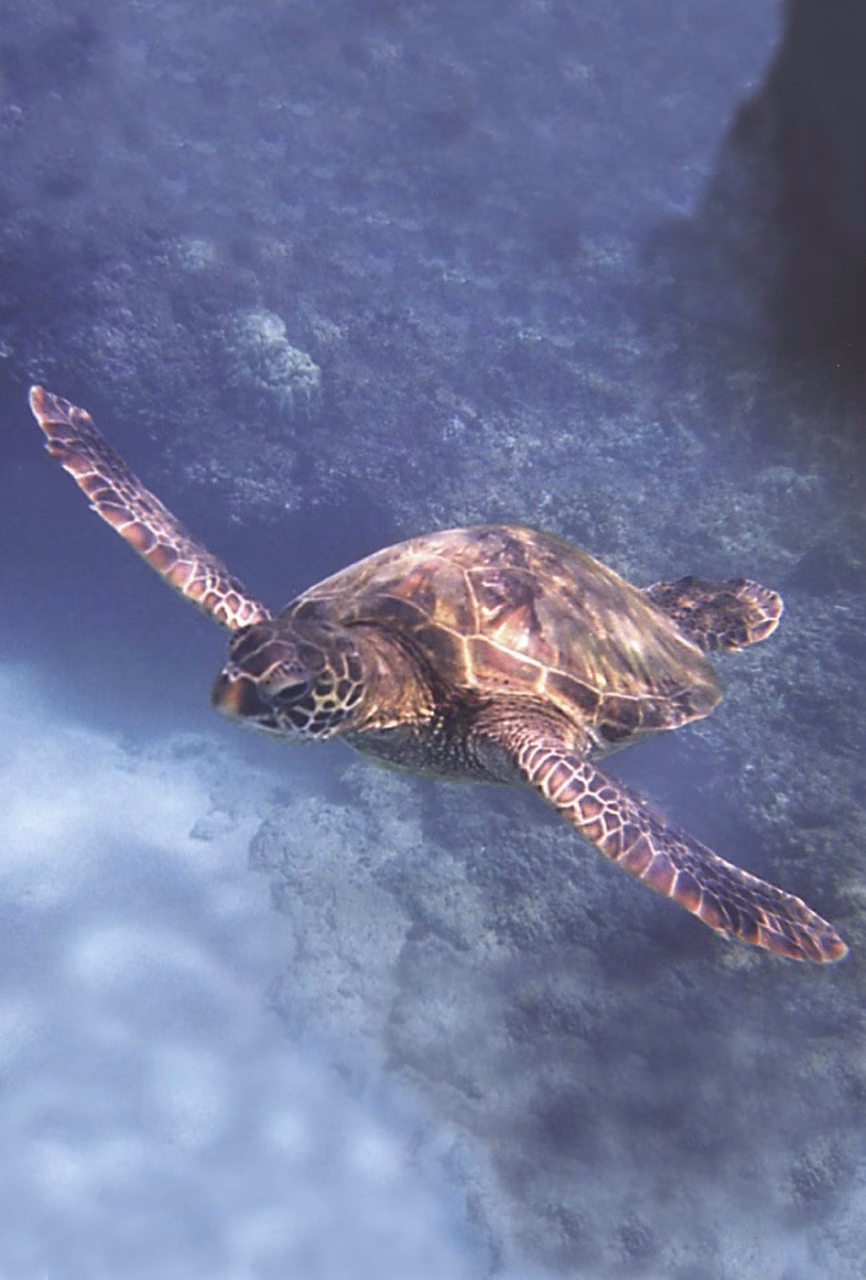 Sea Turtle Essência Marinha do Pacífico