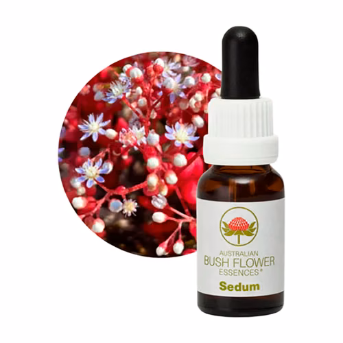 Sedum Floral do Bush Australiano 15 ml