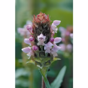 Self Heal Floral da Califórnia