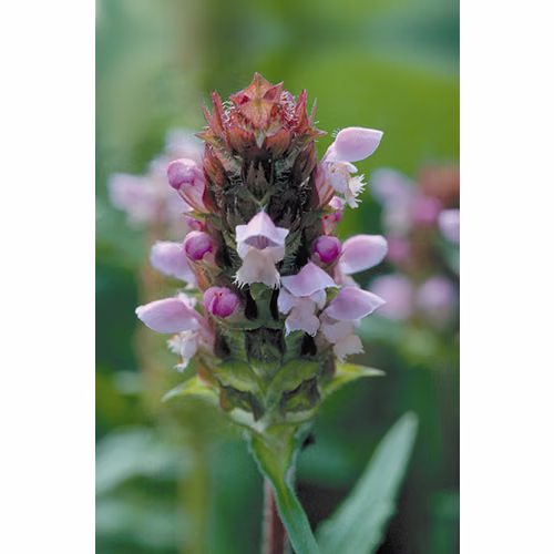 Self Heal Floral da Califórnia