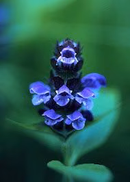 Self Heal Floral do Alaska