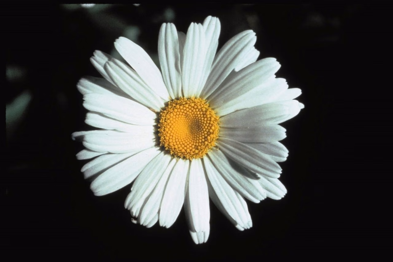 Shasta Daisy Floral da Califórnia - Imagem 2