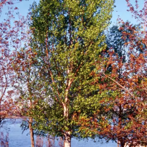 Silver Birch Floral do Pacífico