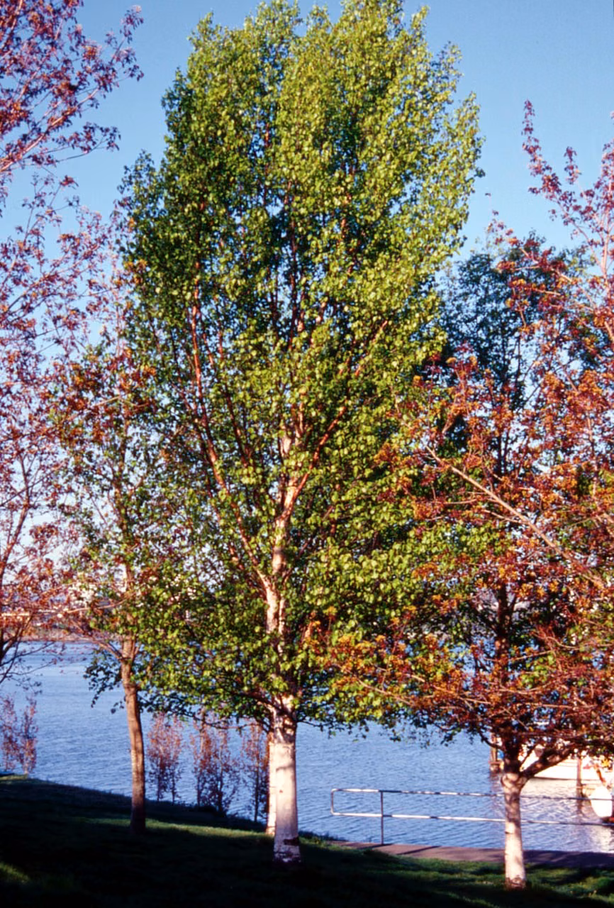 Silver Birch Floral do Pacífico