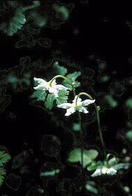 Single Delight Floral do Alaska