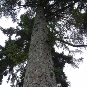 Sitka Spruce Floral do Pacífico