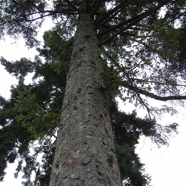 Sitka Spruce Floral do Pacífico