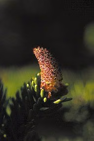 Sitka Spruce Pollen Floral do Alaska