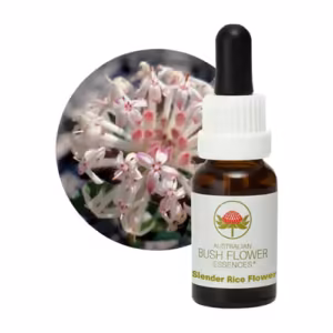 Slender Rice Flower Floral do Bush Australiano 15 ml