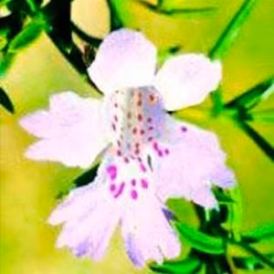 Snakebush Floral da Living Essences 15 ml