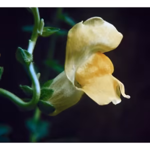 Snapdragon Floral da Califórnia 30 ml